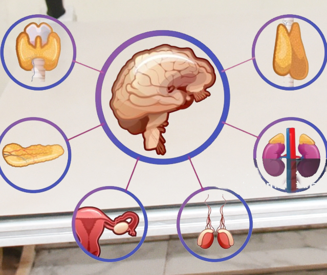 Specialite_endocrinologie